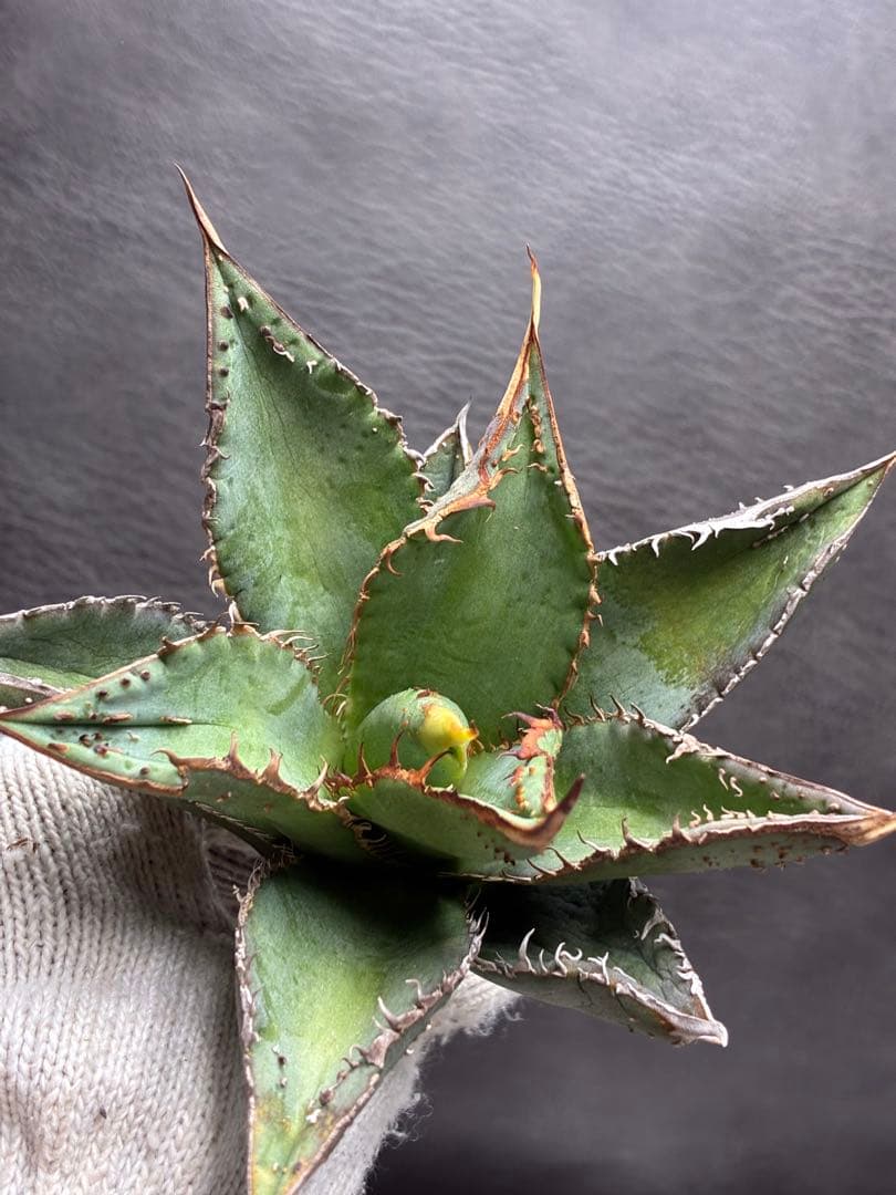 アガベ チタノタ 特選 「金蟾王」極上背棘 スーパーブツブツ質感 特