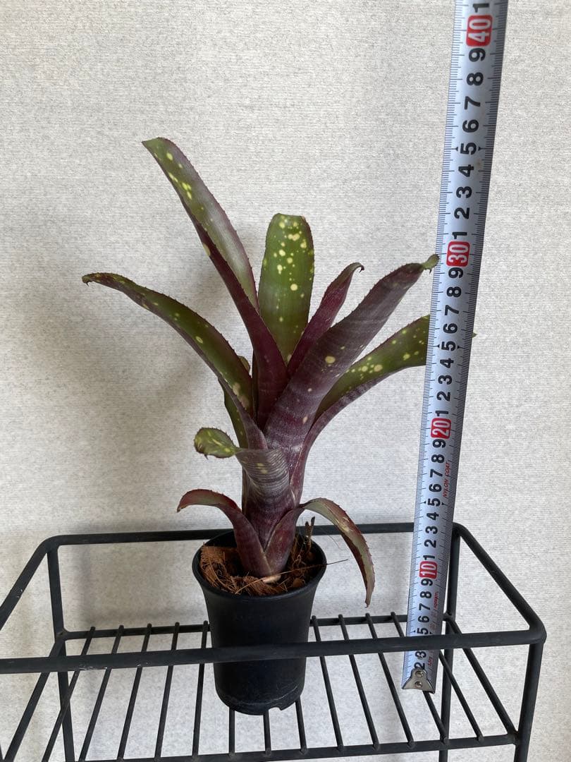 ブロメリア Billbergia Kolan Dynasty - メルカリ