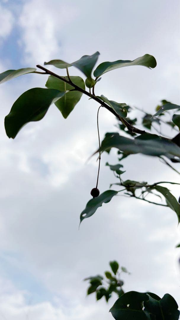 希少。山採りソヨゴ雌株4.0M(鉢底から) - メルカリ