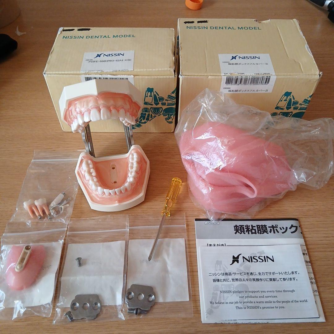 NISSIN ニッシン 額模型 歯科模型 歯科衛生士 - メルカリ