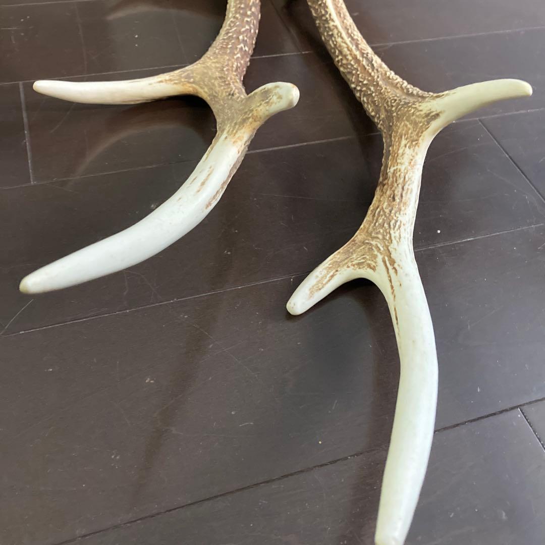 ニホンジカ 一対の角 各51センチ(2本まとめて) - メルカリ