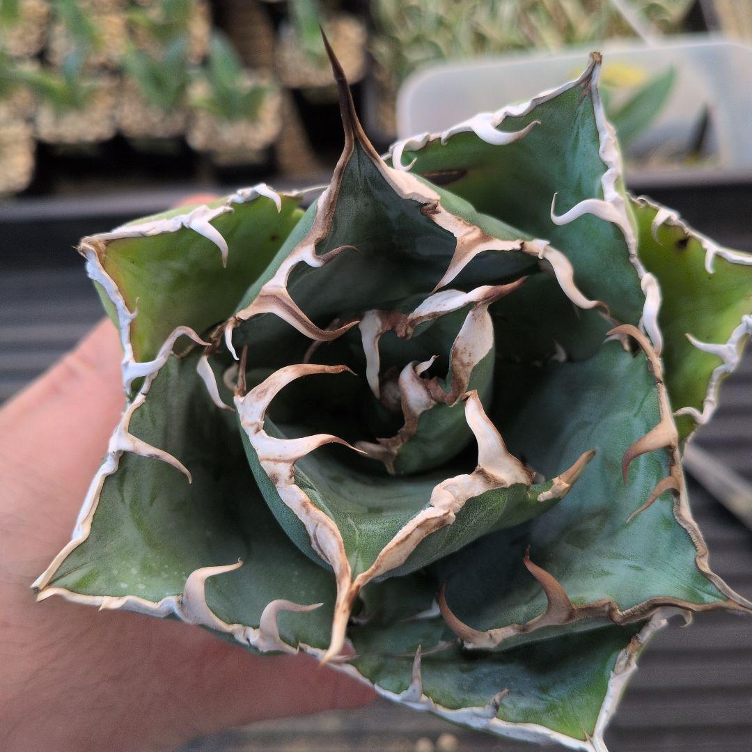 白鯨 アガベ チタノタ165 - メルカリ