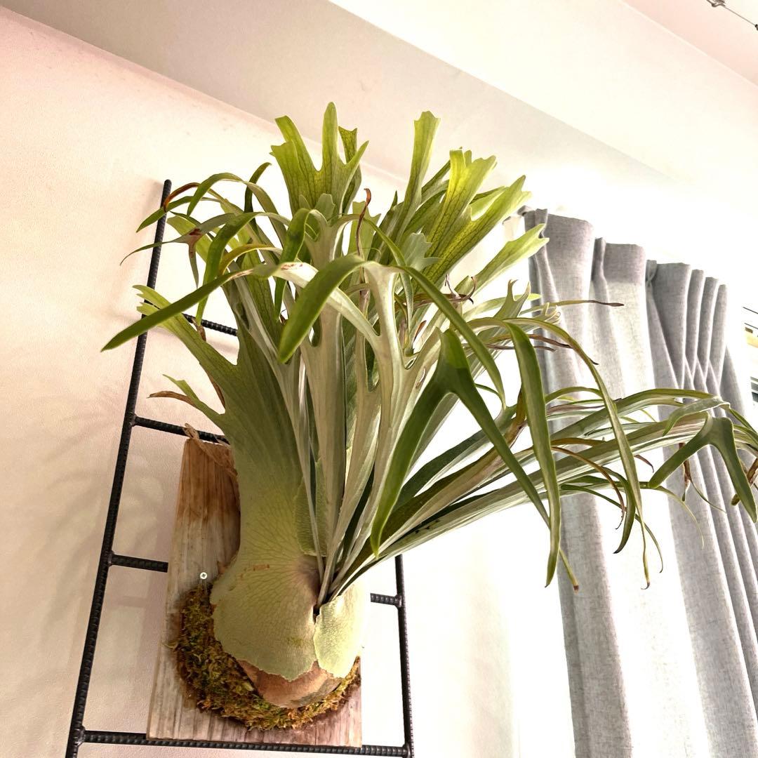 ビカクシダ キヨヒメ 子株 コウモリラン - メルカリ