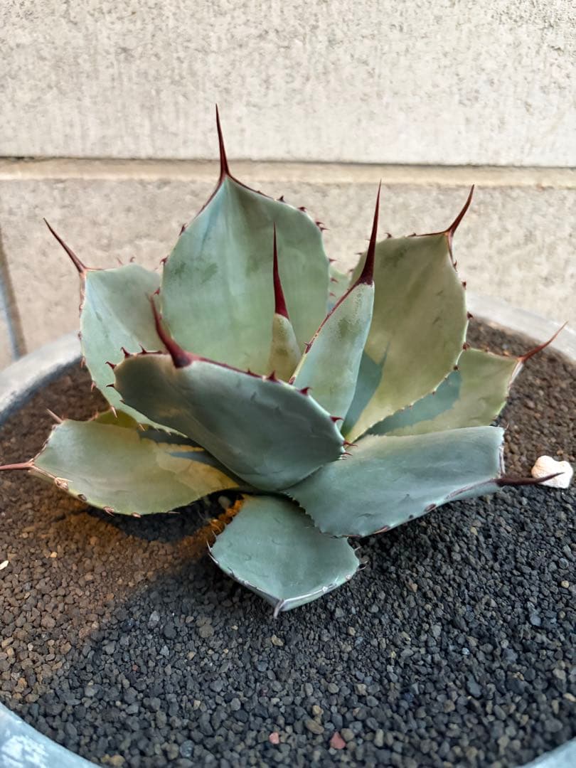 アガベ　パリー　トランカータ アガベ パリー トランカータ 5号鉢 | JTBのふるさと納税サイト [ふるぽ]