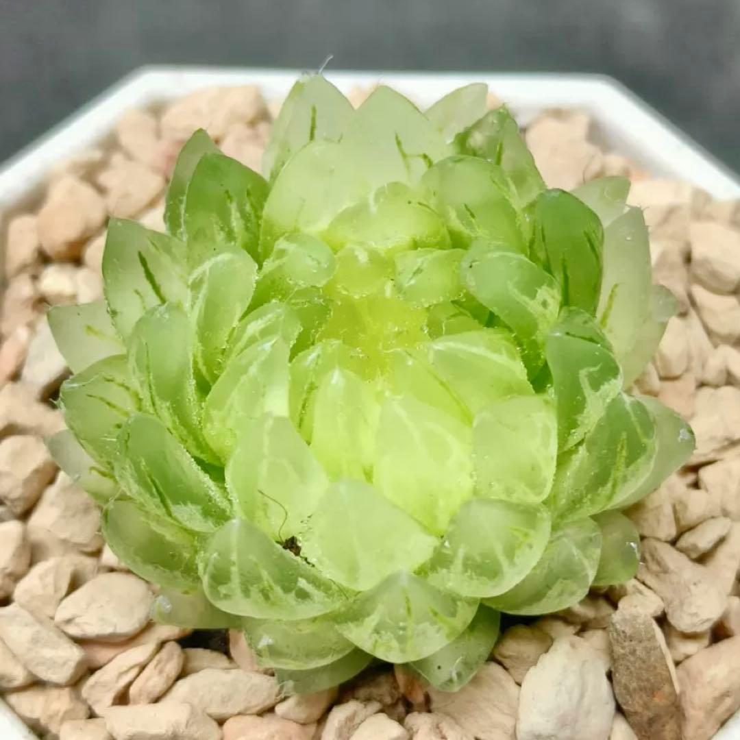 じ*む様 多肉植物 ハオルチア 月の恋人 オブツーサノリ斑 超美苗