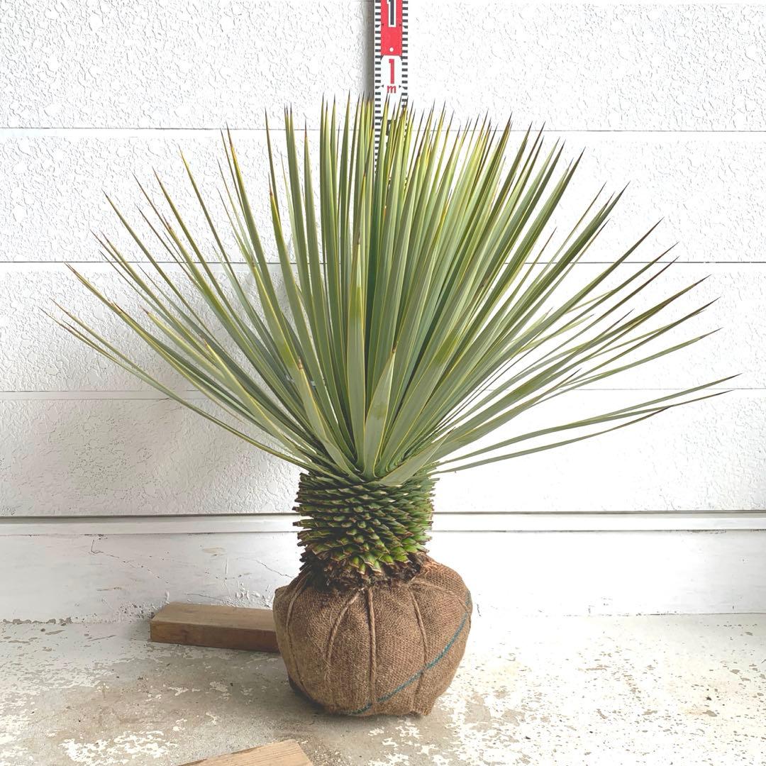 幹太 ユッカ ロストラータ 【耐寒性/ドライガーデン/ロックガーデン