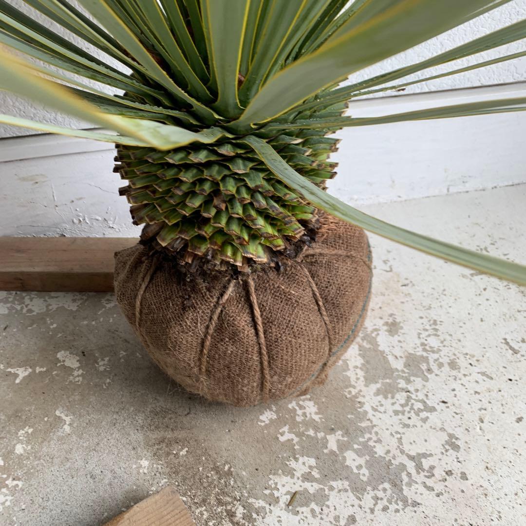 幹太 ユッカ ロストラータ 【耐寒性/ドライガーデン/ロックガーデン