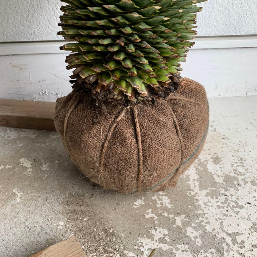 幹太 ユッカ ロストラータ 【耐寒性/ドライガーデン/ロックガーデン