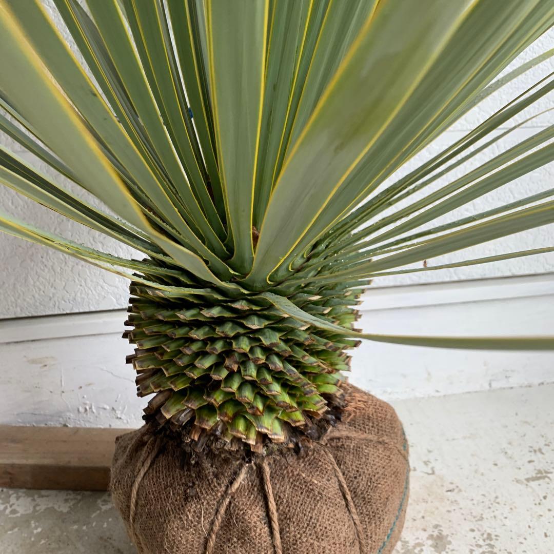 幹太 ユッカ ロストラータ 【耐寒性/ドライガーデン/ロックガーデン