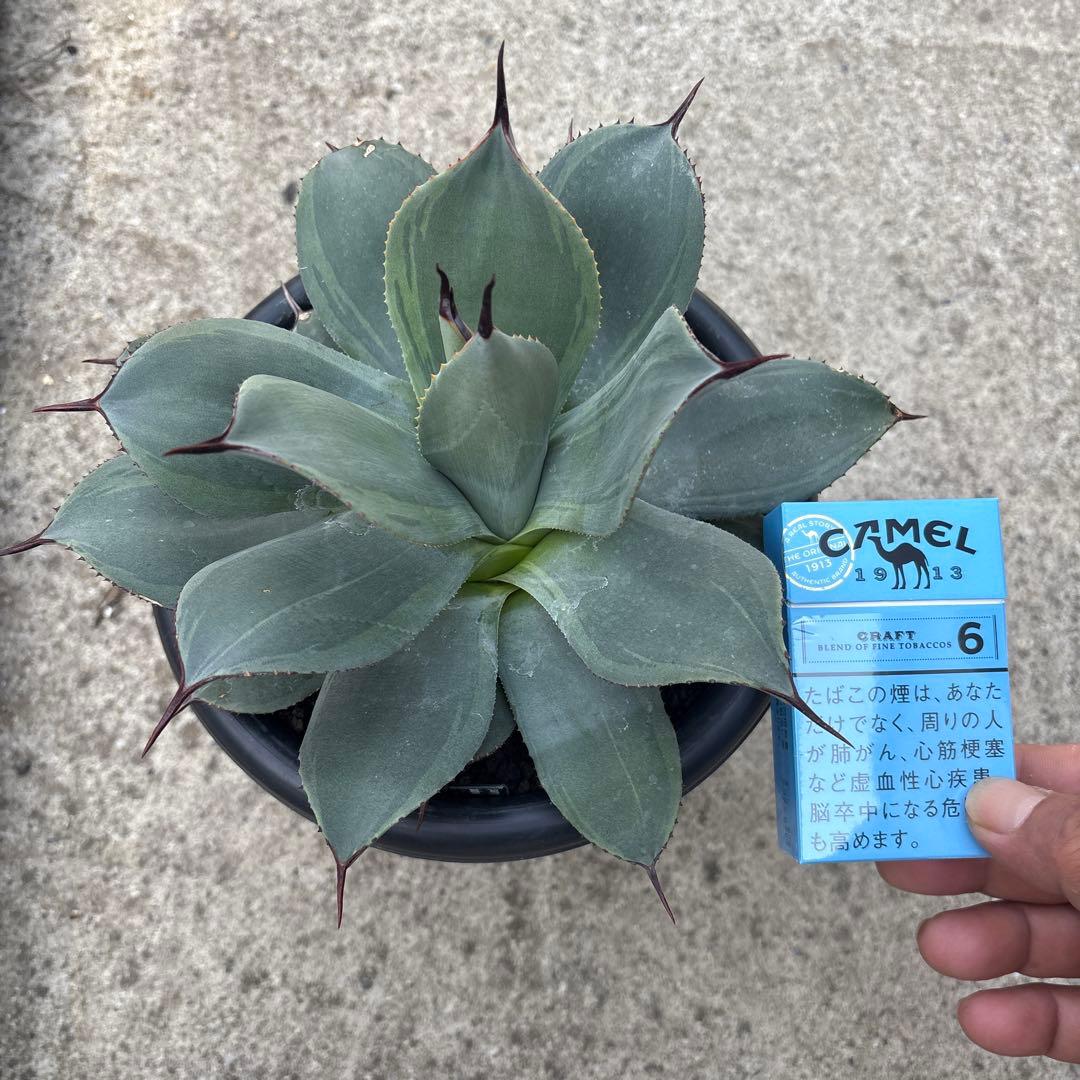 パリー　JCシャドー シャドウチェア 肘付 [BR]｜チェア/スツール｜CRUSH CRASH PROJECT