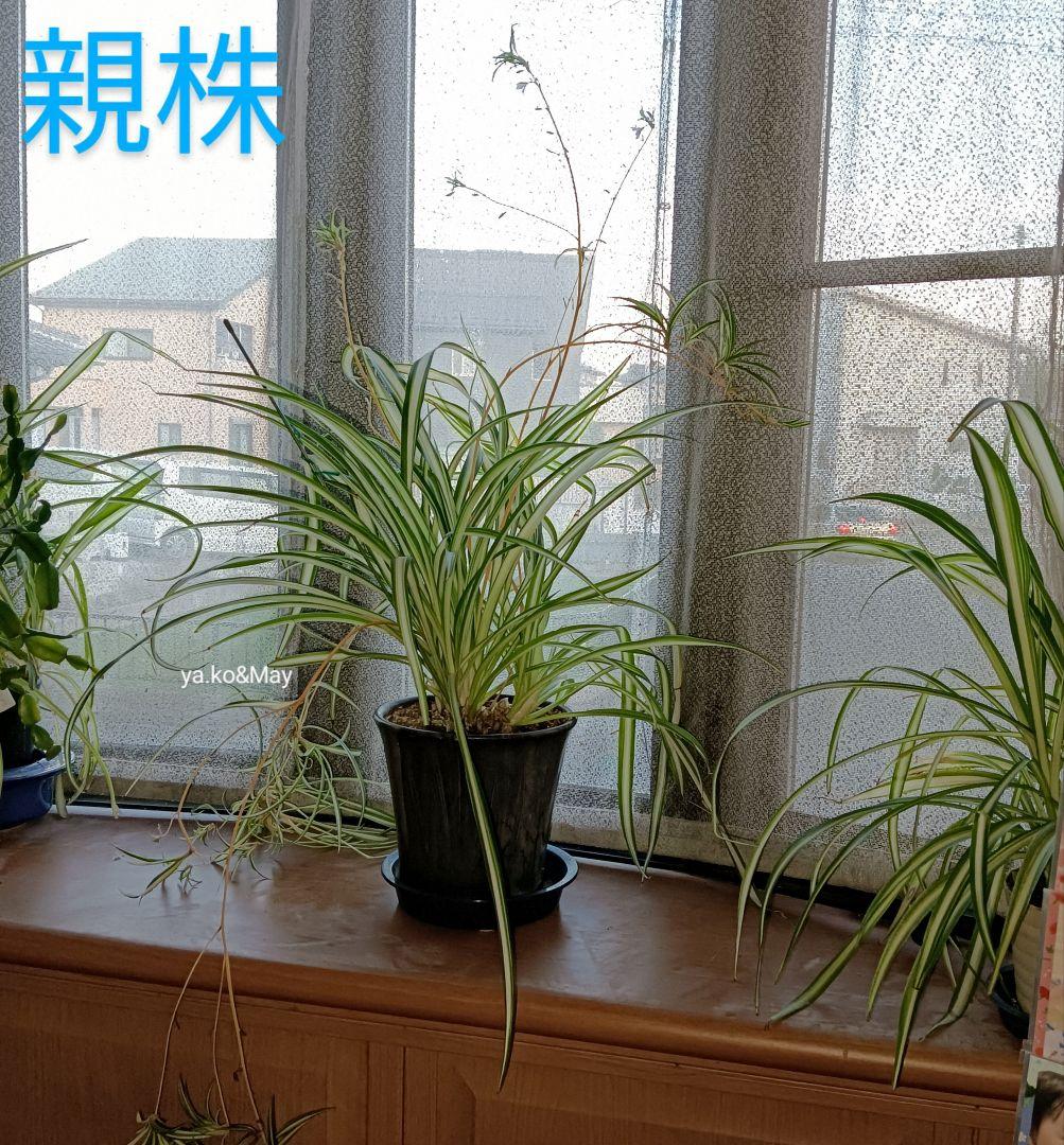 中斑 オリヅルラン 4株 大苗 空気清浄 ホルムアルデヒド除去