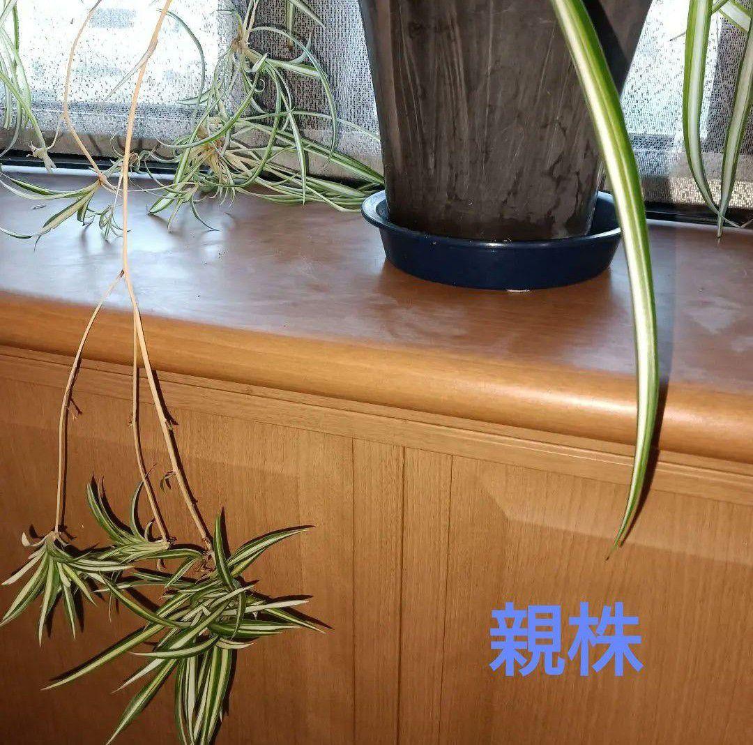 中斑 オリヅルラン 4株 大苗 空気清浄 ホルムアルデヒド除去