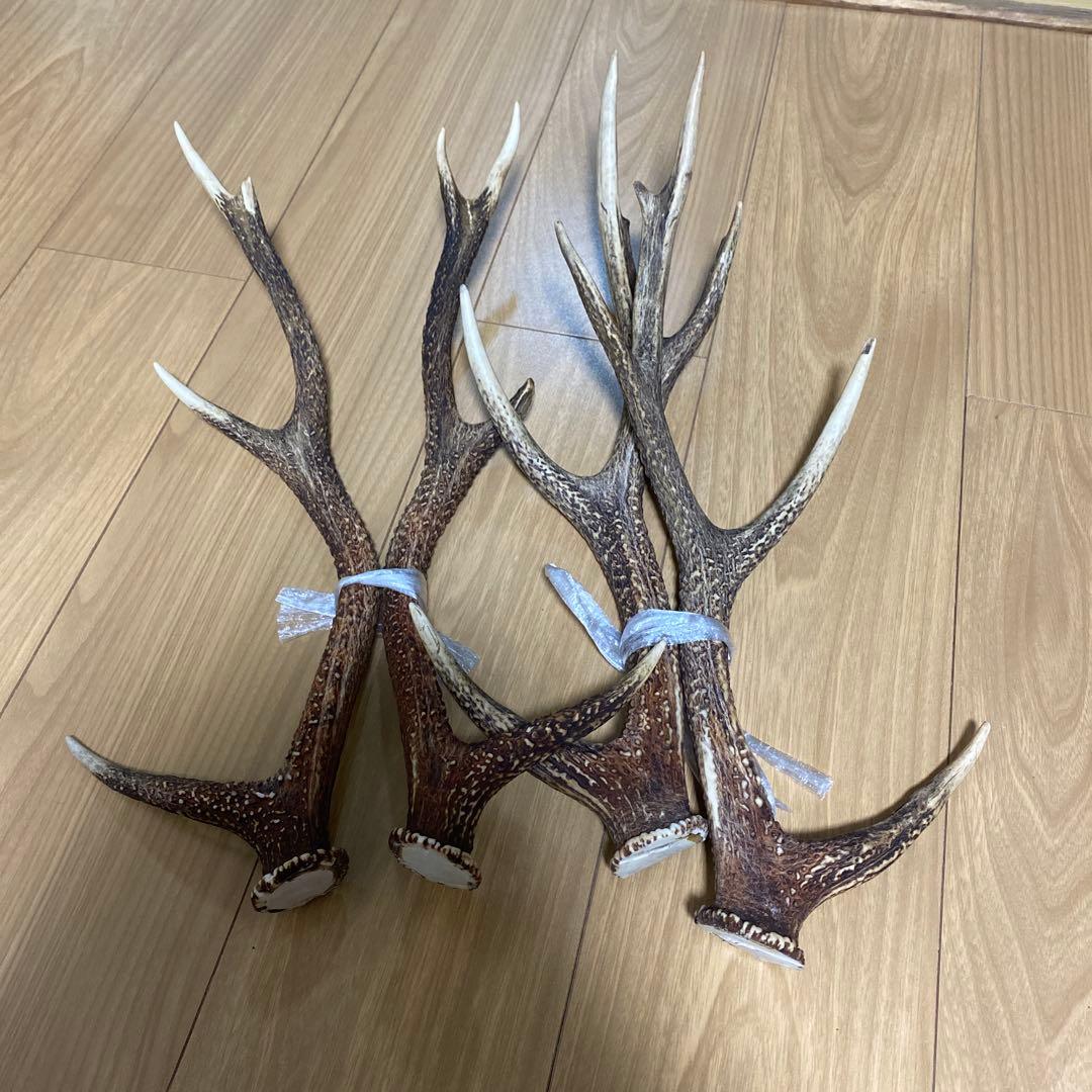 天然鹿の角 ニホンジカ 2対セット - メルカリ