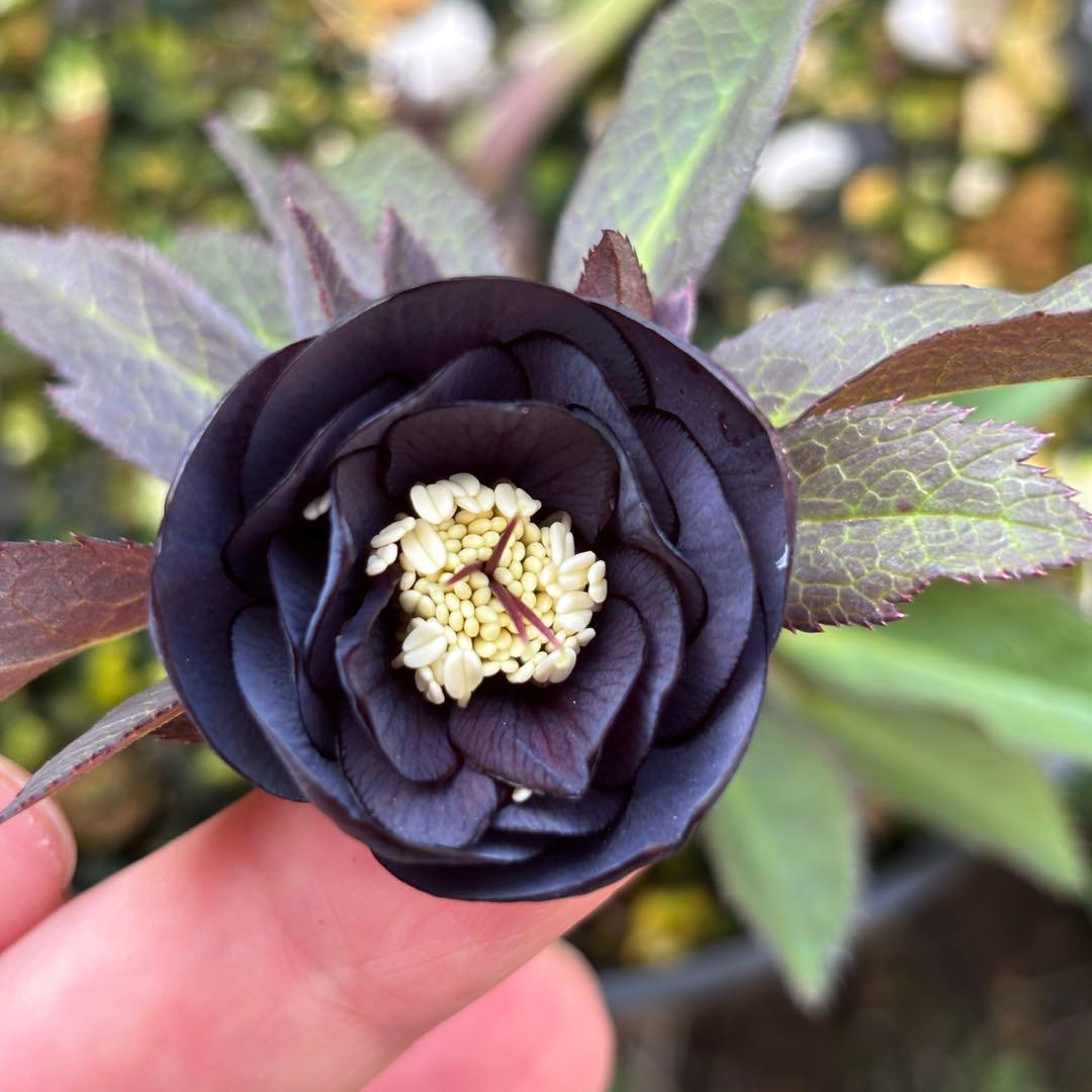 野田園芸 クリスマスローズ 小輪ブラックピコ 株分 - メルカリ