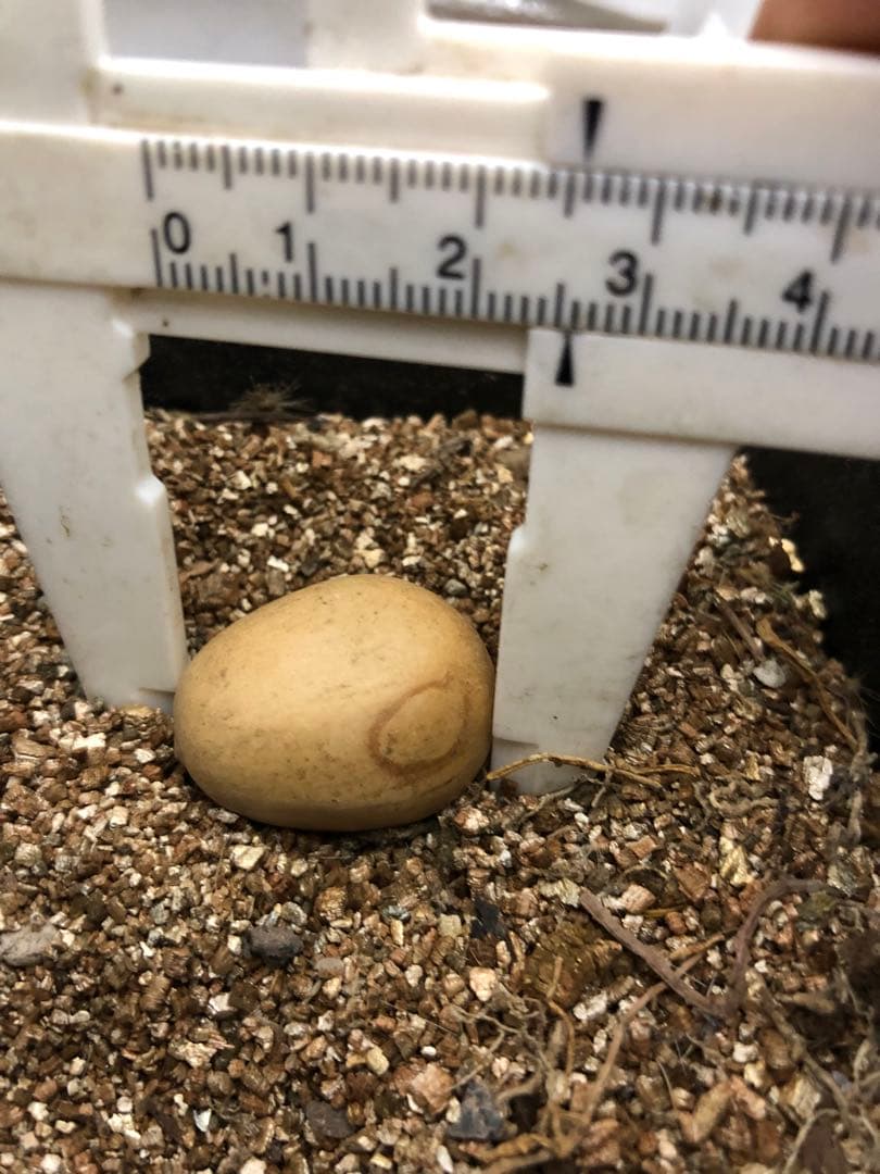 Q9エンセファラルトス ホリダス 種子1粒（入荷は今年2月10日で - メルカリ