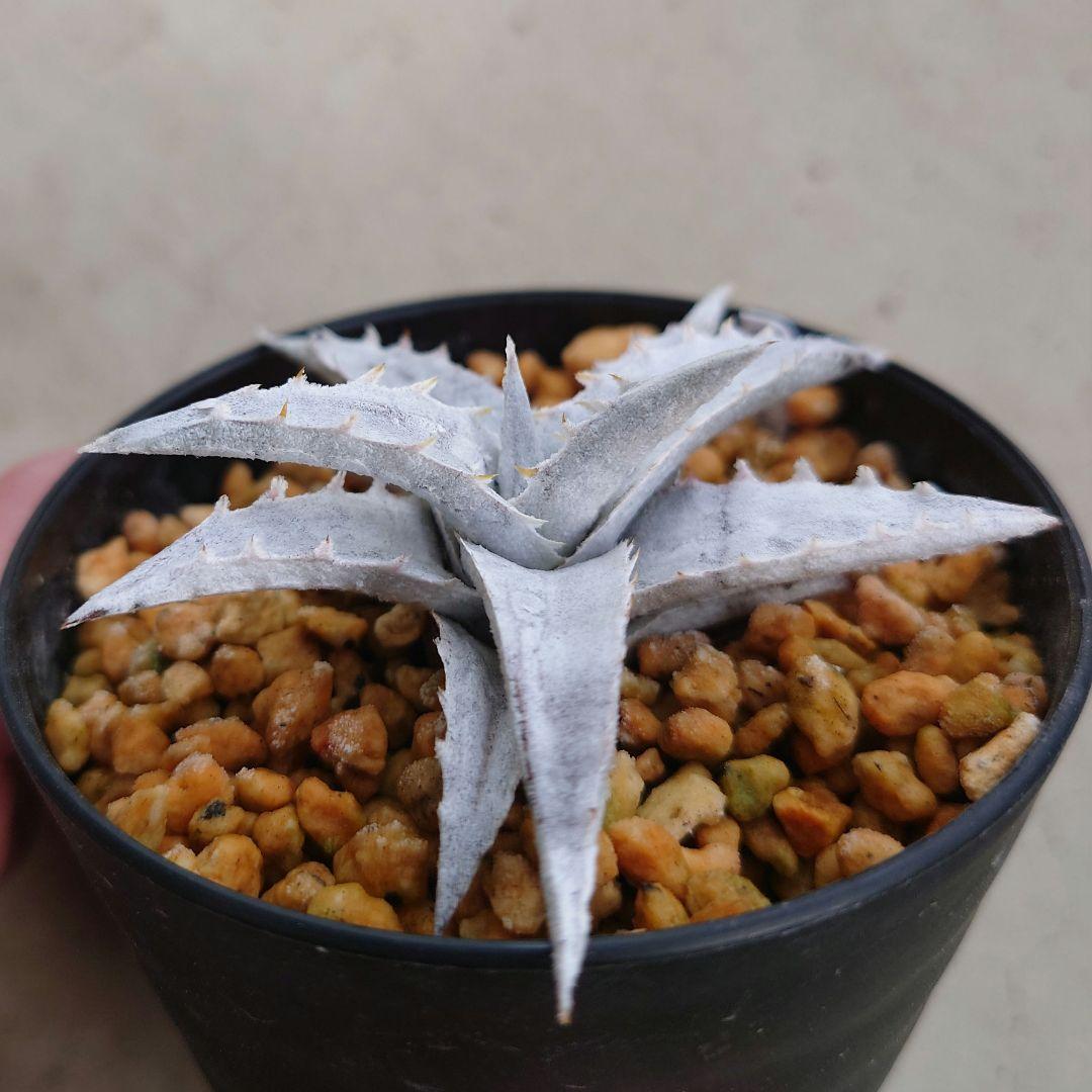 Encholirium pedicellatum エンコリリウム ペディセラツム - メルカリ