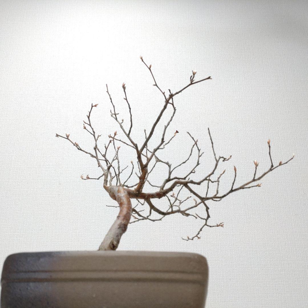 寒樹姫沙羅（ヒメシャラ）盆栽 SS030 - メルカリ