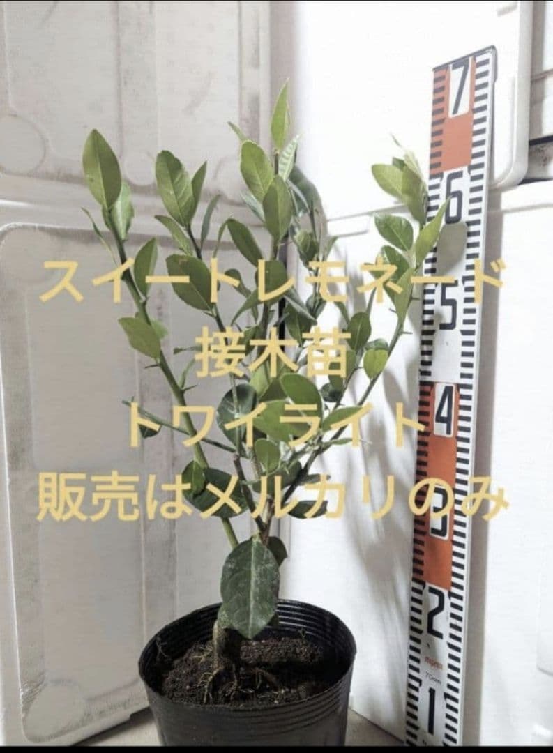 スイートレモネード接木苗 柑橘苗木 レモン苗木 - メルカリ