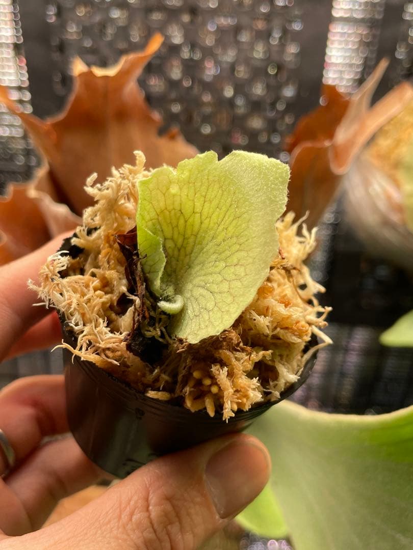 P.AG14 sporeling 子株 - メルカリ