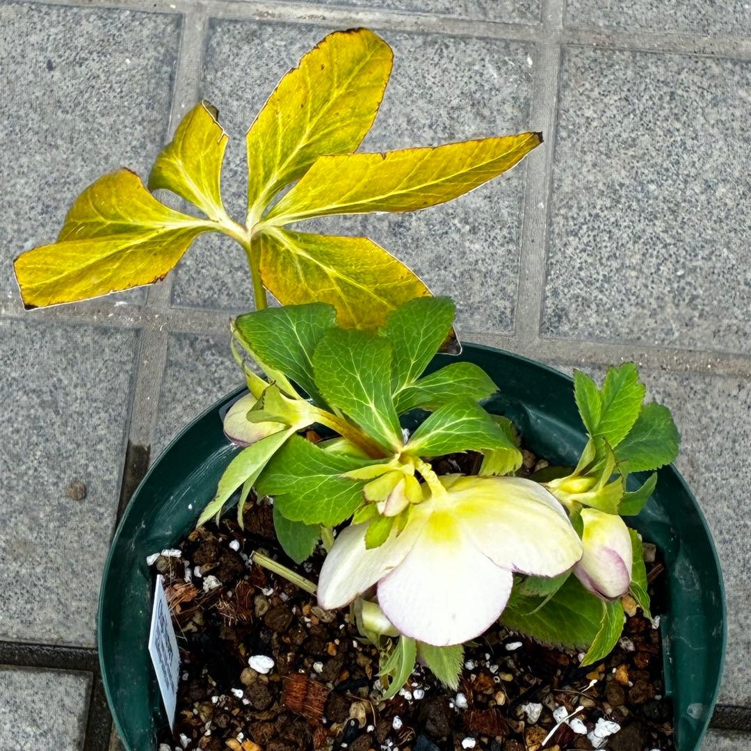 558☘️ラスト2☘️蕾花タグ付☘️極上☘️唯一無二☘️⭐️SD⭐️蜃気楼⭐️ファンタジーカラー