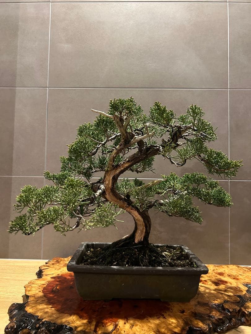 サービスオークション 真柏 盆栽 貴風 神舎利 - メルカリ