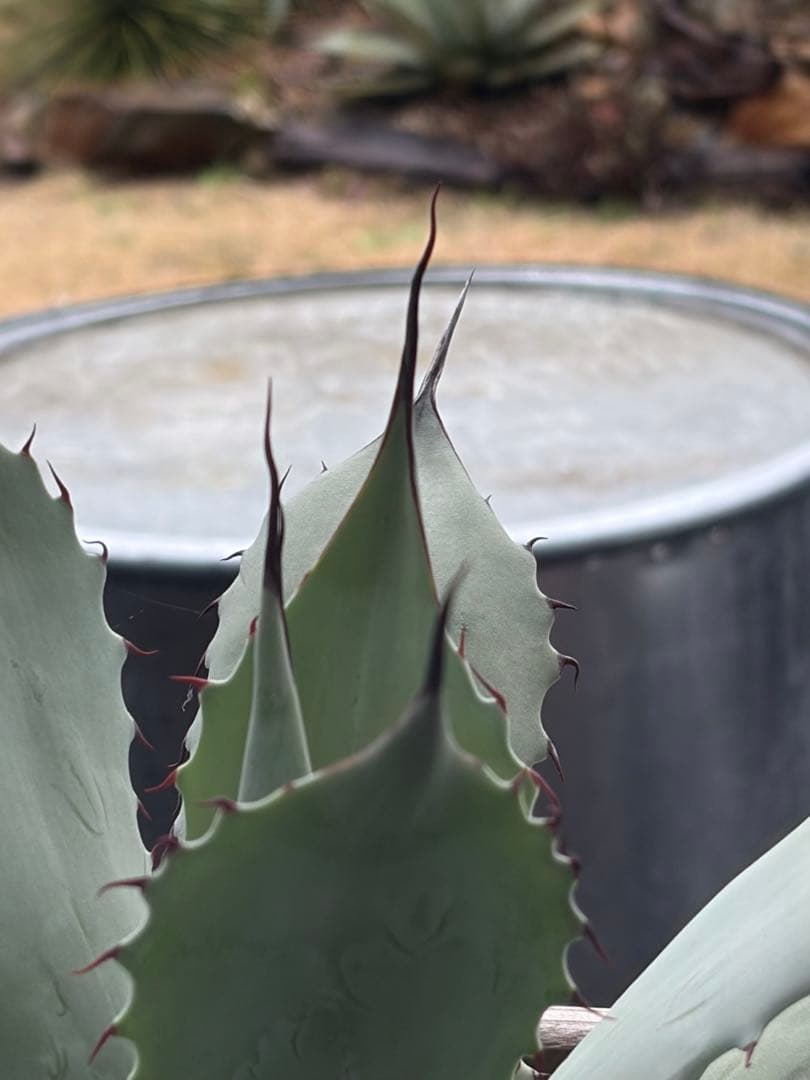 耐寒性アガベ パリートランカータ◇ドライガーデン多肉サボテン吉祥天