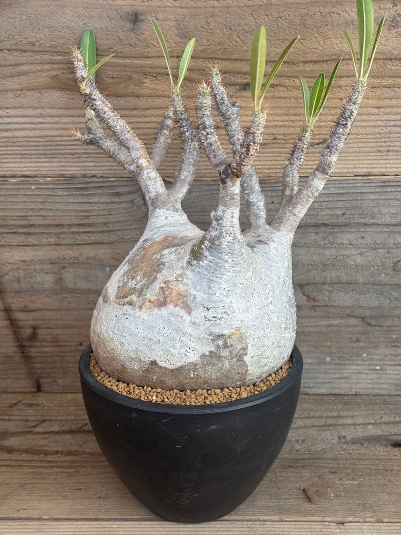 たっつ【人気品種】現地球白肌パキポディウム グラキリス パキプス 7939760bf1f2d2d90afb6ea43eb682