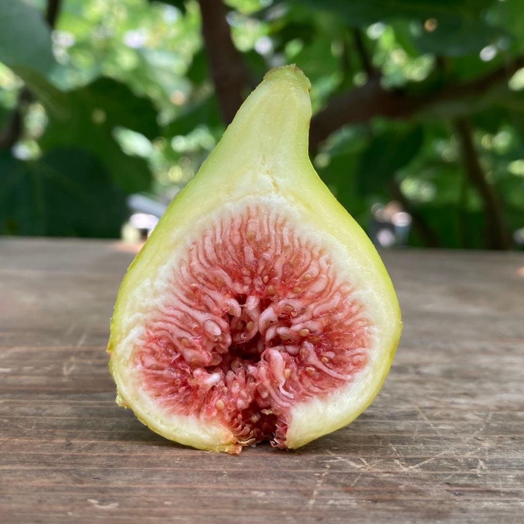 Dolca 穂木 イチジク - メルカリ