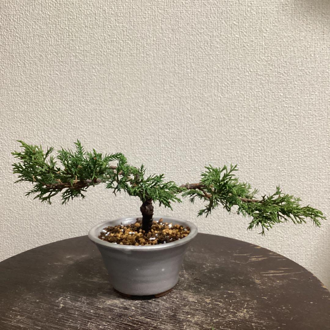 小品盆栽 双幹の半懸崖の糸魚川真柏 畳み込み 豆盆栽鉢 売り上げ金は