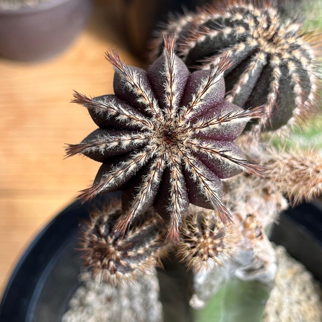 ユーベルマニア・ペクチニフェラ接木 (抜き苗) - メルカリ