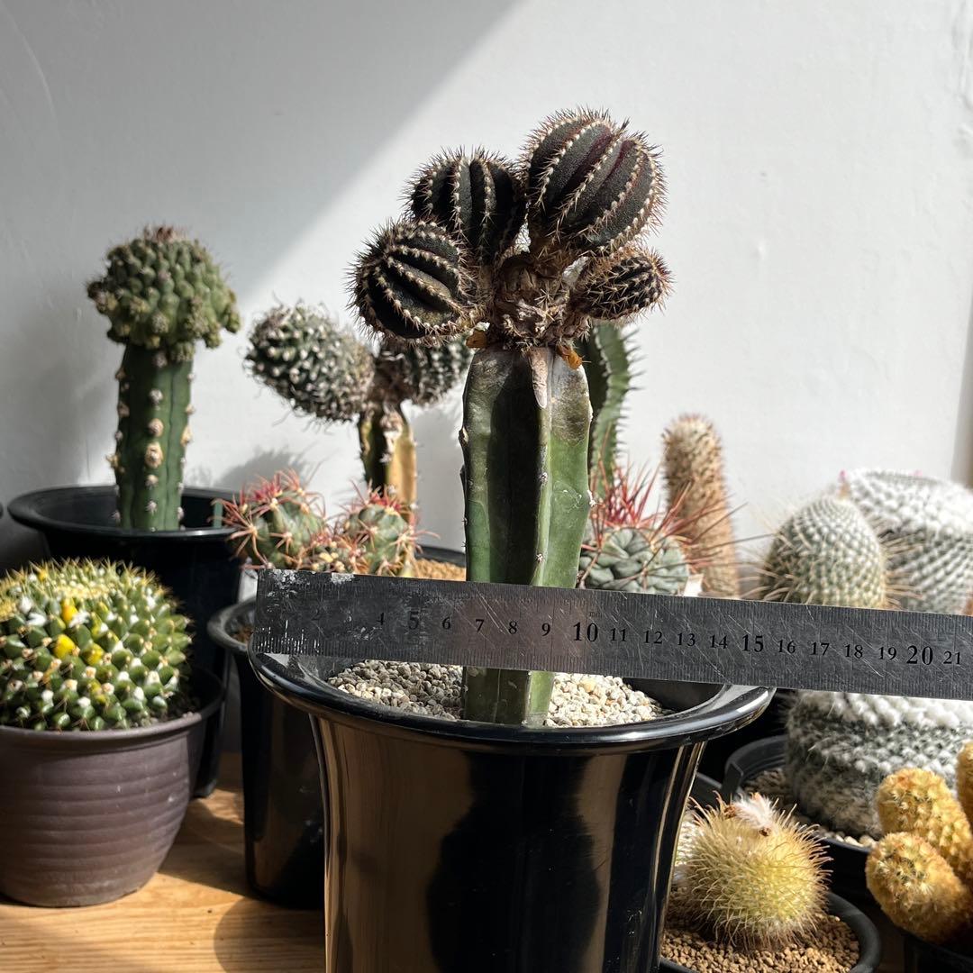 ユーベルマニア・ペクチニフェラ接木 (抜き苗) - メルカリ