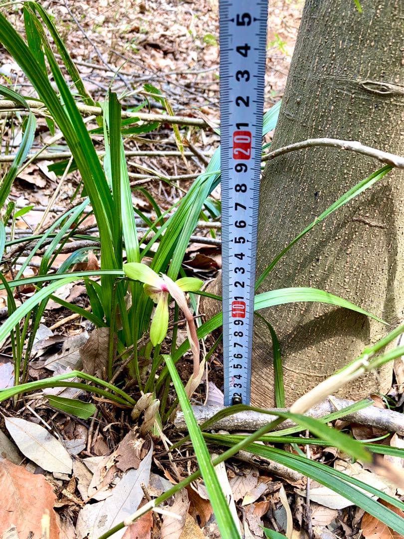 春蘭＊開花株＊お花ひとつが開花中＊蕾はふたつ】天然/野生/里山自生