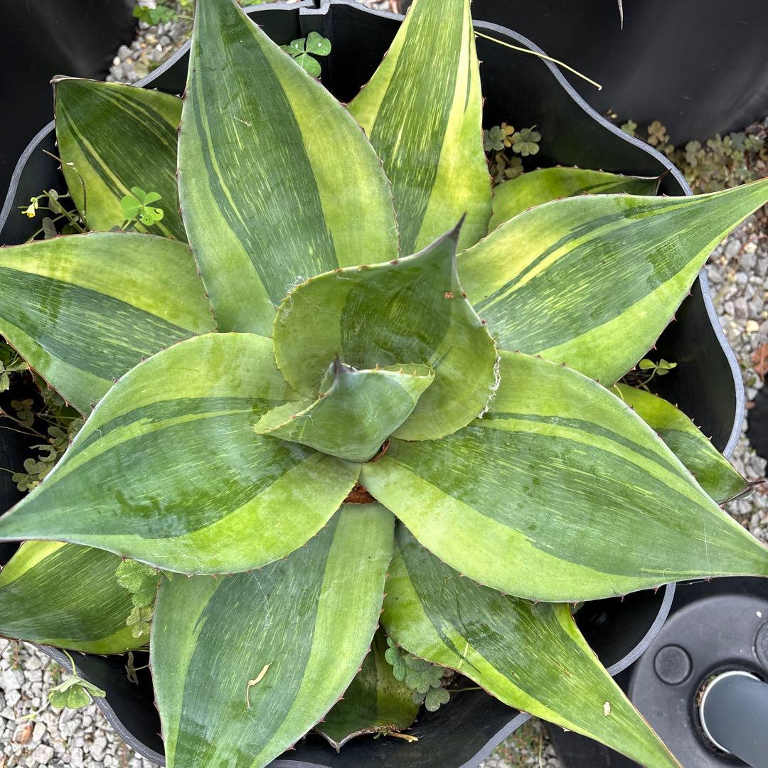 アガベ　オバティフォリア　キラー アガベ オバティフォリア キラー | hanayoshi-botanical