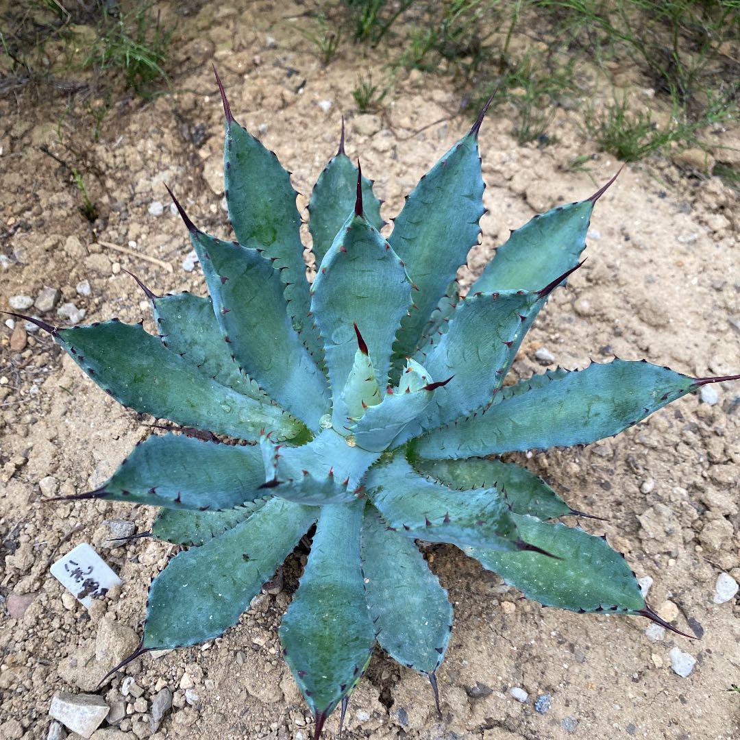 アガベ ハイブリッド パラサナ×マルガリータ②