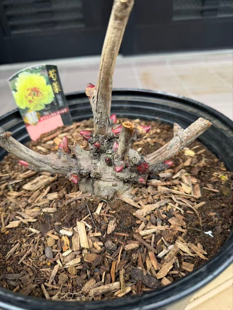 芍薬苗 オリエンタルゴールド 特大株 鉢ごと発送
