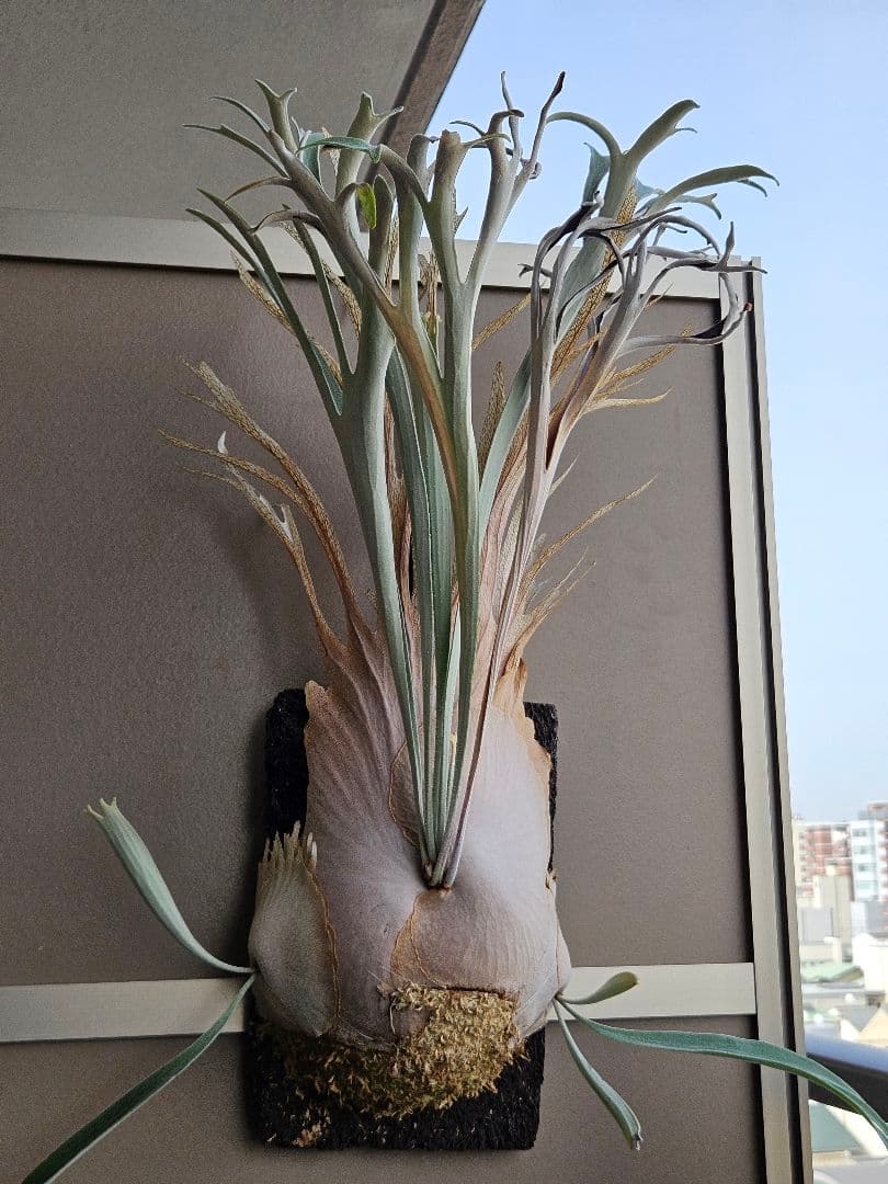 P.veitchii limited species 3 edition親株 - メルカリ