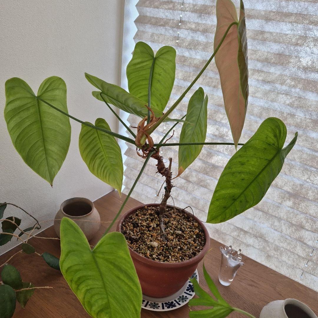 フィロデンドロン テヌー ビカクシダ アンスリウム ベイチー モンステラ フィロデンドロンのテヌーと アンスリウムのベイチー 同時期に新葉が