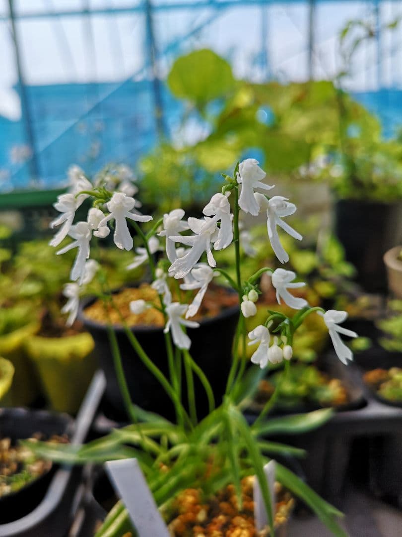 山野草 純白 コアニ ① チドリ 開花見込み 5球根 - メルカリ