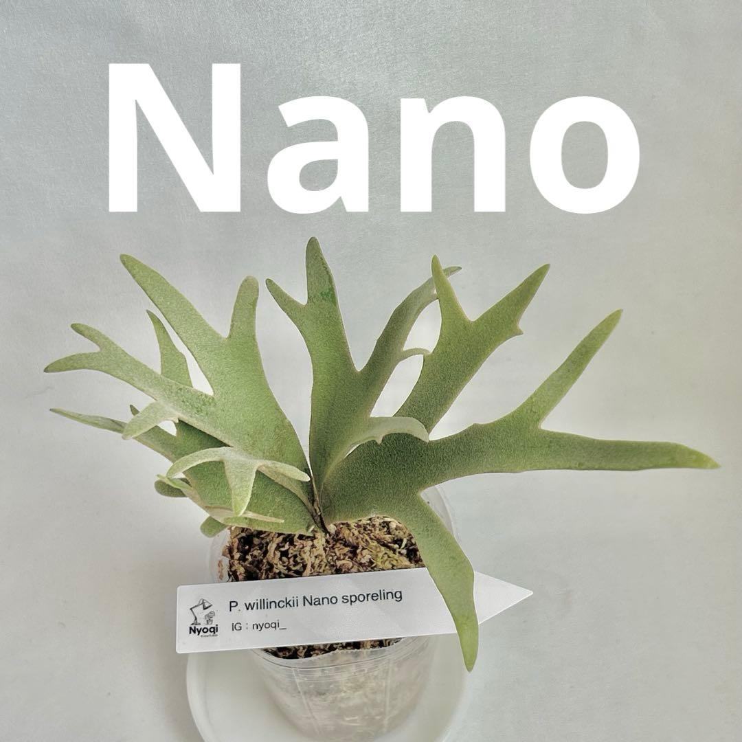 メルカリ便】P. Willinckii Nano(spore)【21】 - メルカリ