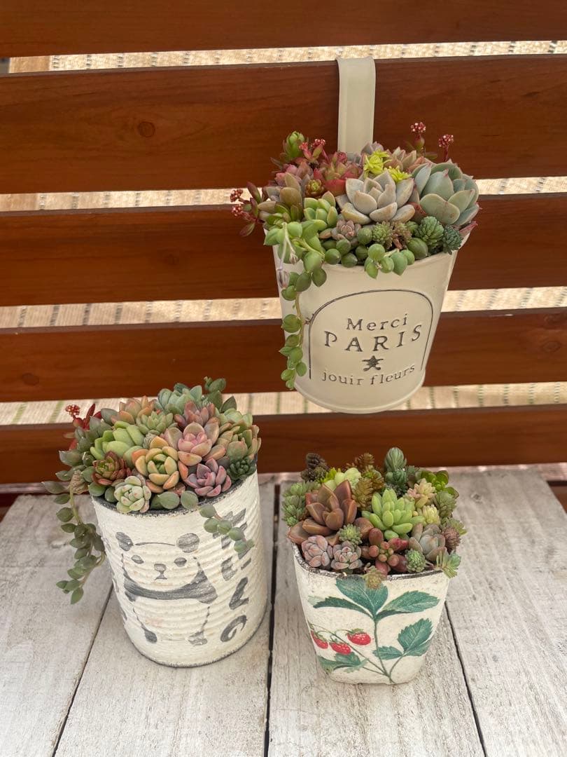 多肉植物そのまま飾れる寄せ植え3つセット - メルカリ