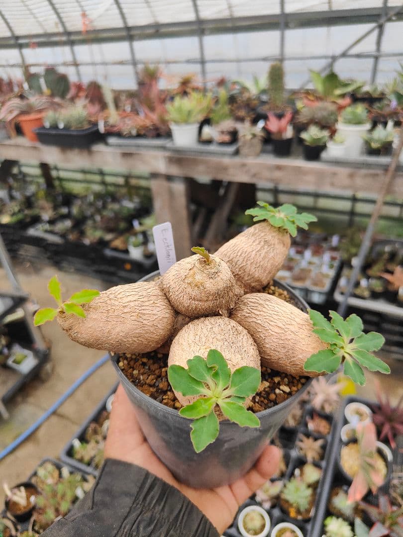 ユーフォルビア　エクロニー　鬼笑い　ecklonii 激レア　大株　発根済