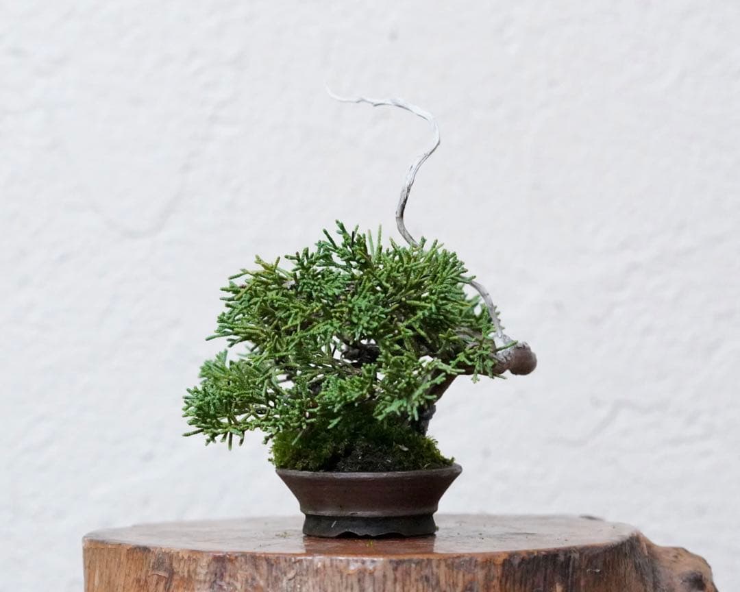 亦盆栽」糸魚川真柏 小品盆栽 - メルカリ