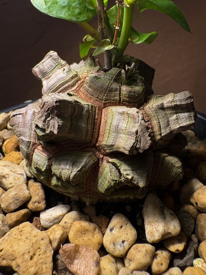 アフリカ亀甲竜良型 【丸型良型】アフリカ亀甲竜 実生 幅7cm 将来有望