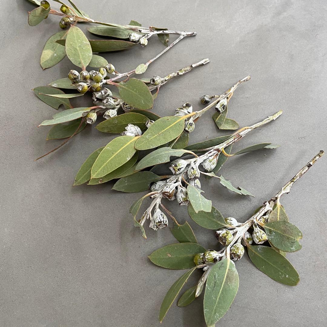 5.テトラゴナナッツ フレッシュ2.テトラゴナナッツ フレッシュ生花