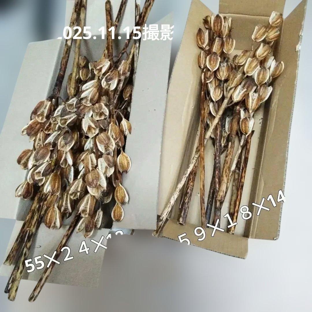 オオウバユリ 2025 収穫 茶色いプリザーブドフラワー花材 - メルカリ