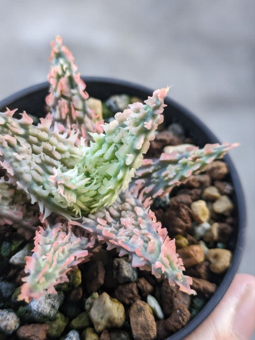 Aloe 'Tempura' アロエ テンプラ アロエハイブリッド - メルカリ