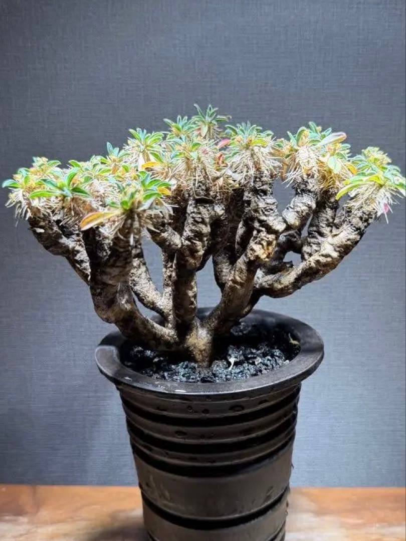 ユーフォルビア ギラウミニアナ ユーフォルビア ギラウミニアナ 輸入株［No.41］ 4号鉢 | Botanical Holic