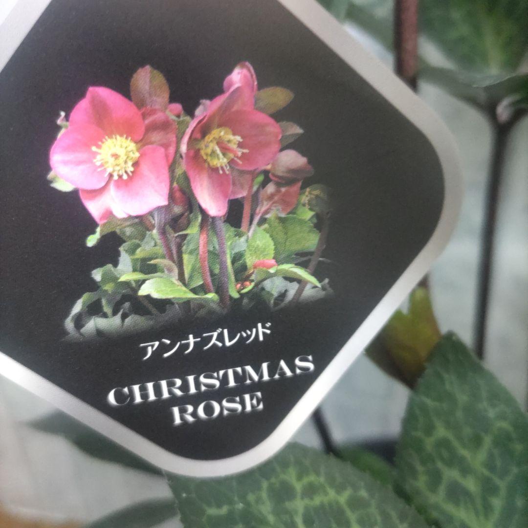 クリスマスローズ苗①5品種5株セット - メルカリ