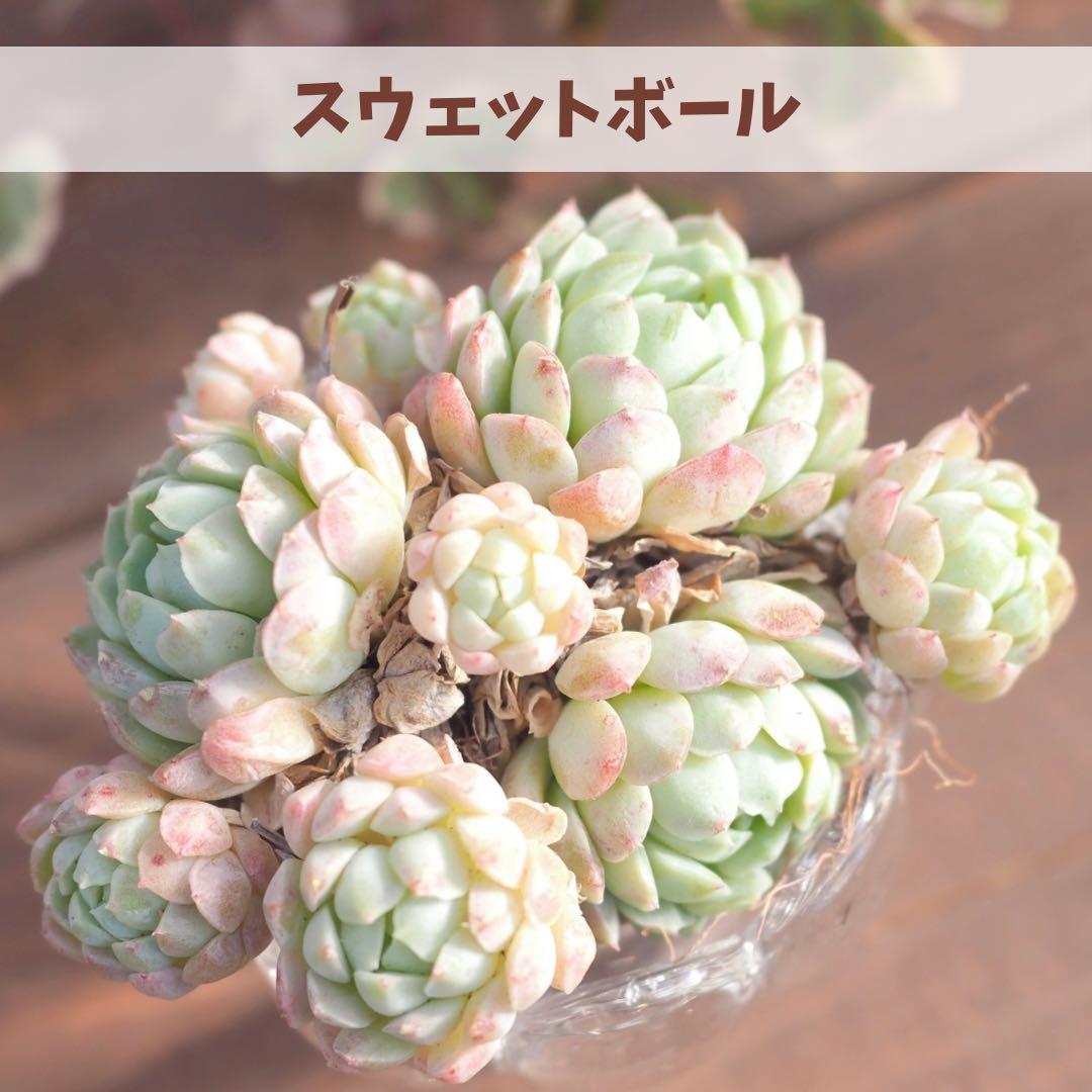 現物］多肉植物 韓国苗 スウェットボール ① スエットボール - メルカリ