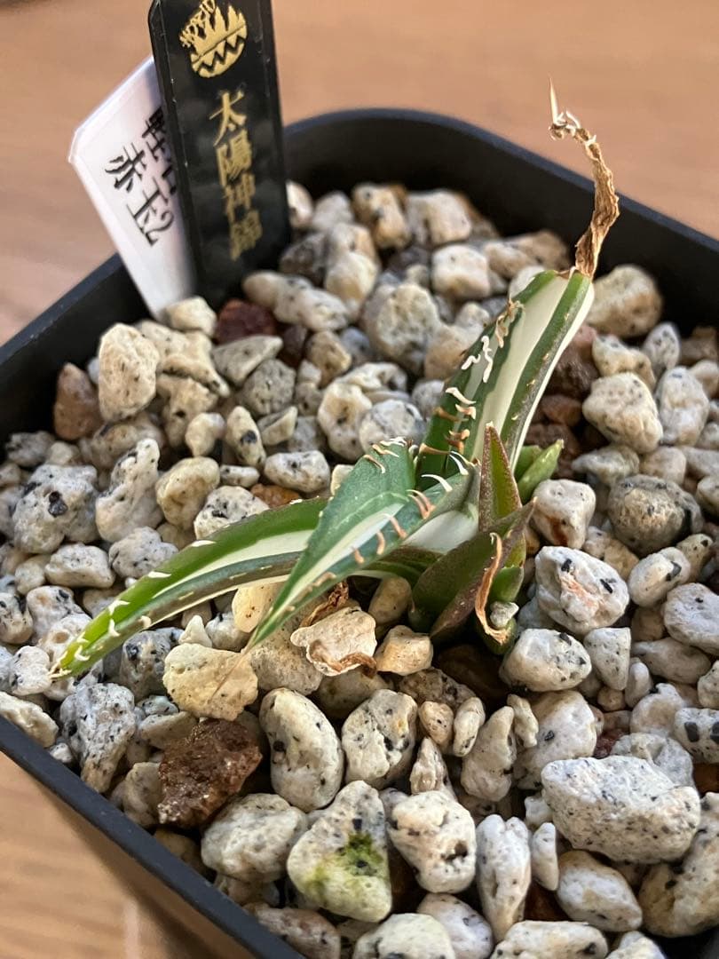 T*T様 オークション【鉢ごと発送】発根済み アガベ チタノタ 太陽神錦